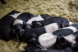 Piglets!